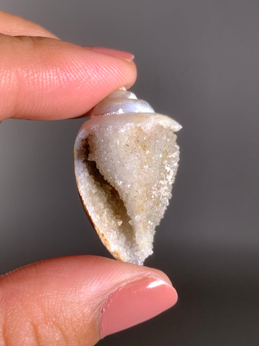 Fossilized Spiralite Quartz Shell