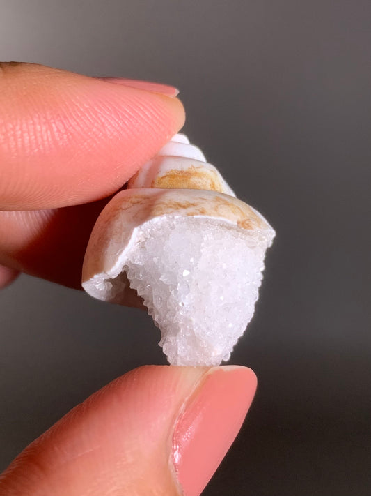 Fossilized Spiralite Quartz Shell