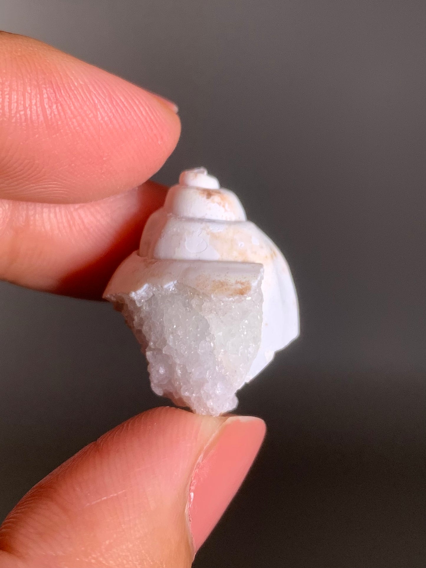 Fossilized Spiralite Quartz Shell