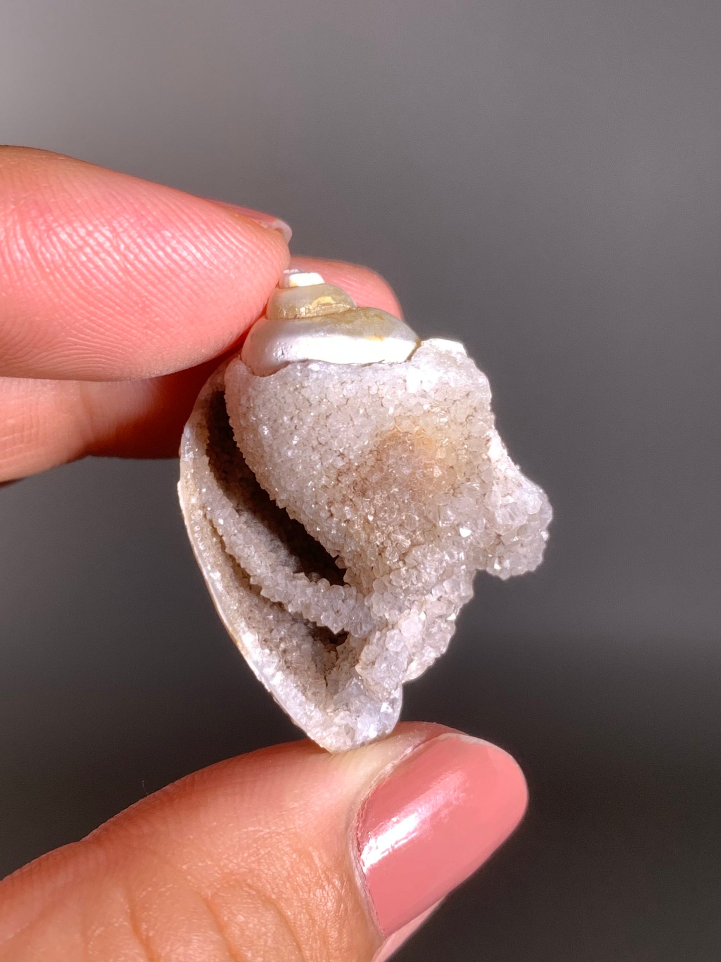 Fossilized Spiralite Quartz Shell