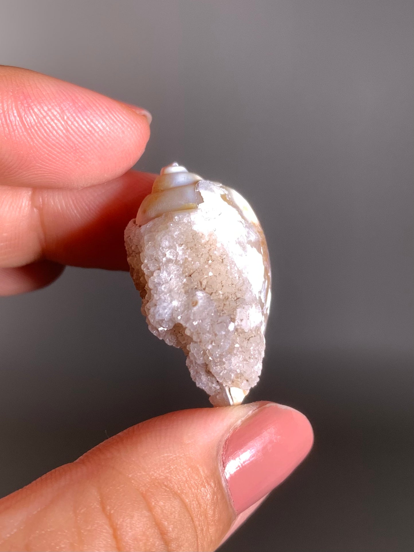 Fossilized Spiralite Quartz Shell