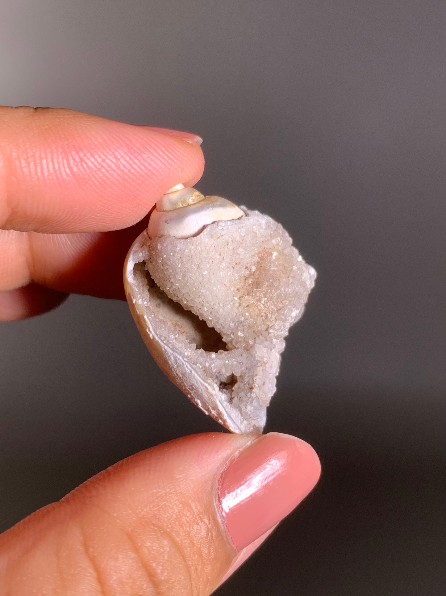 Fossilized Spiralite Quartz Shell