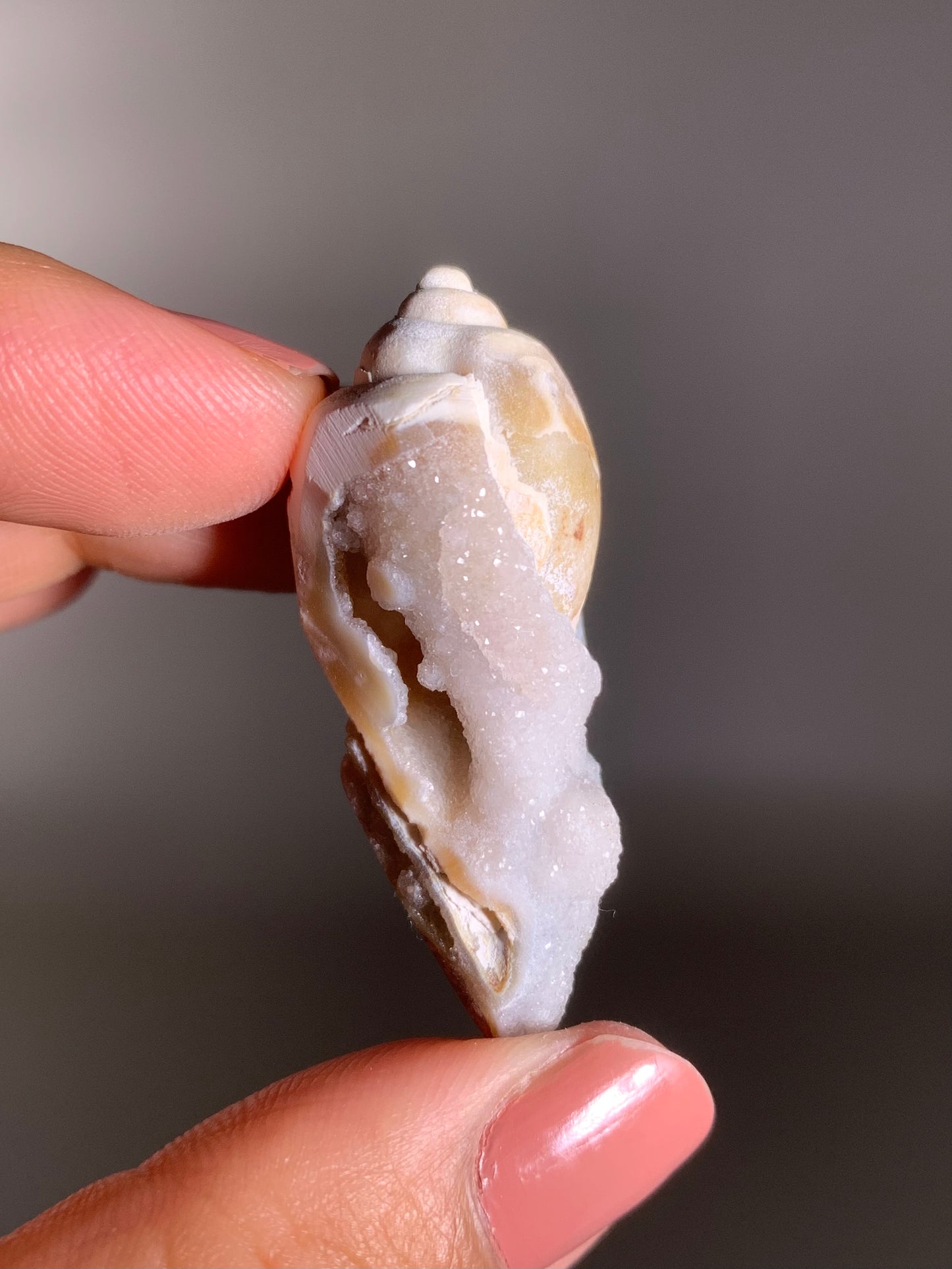 Fossilized Spiralite Quartz Shell