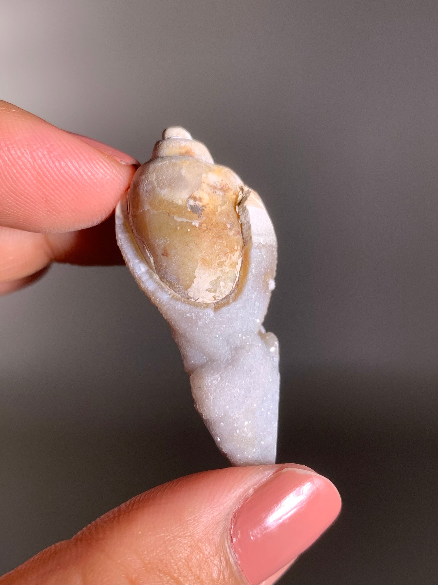 Fossilized Spiralite Quartz Shell