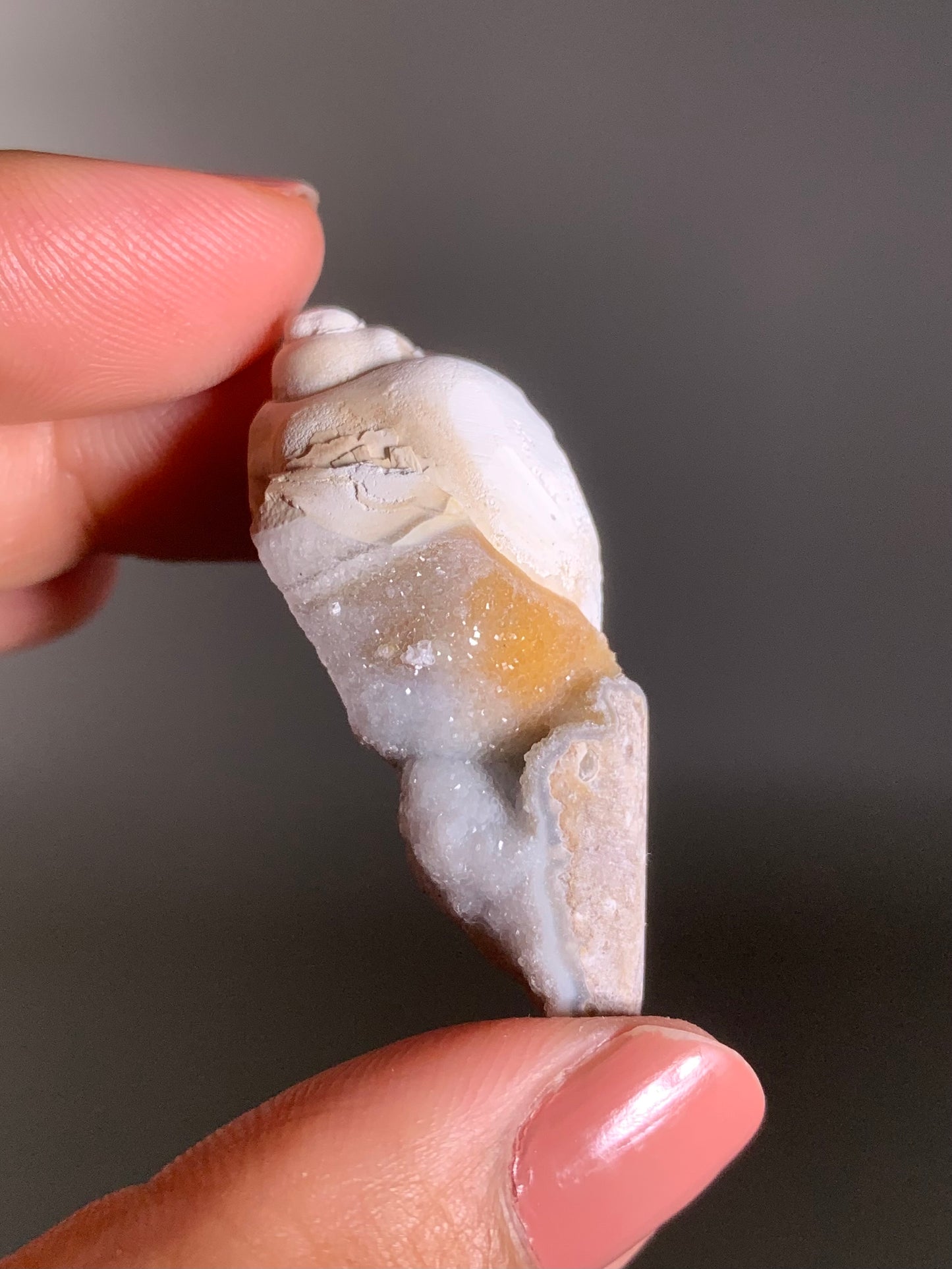 Fossilized Spiralite Quartz Shell