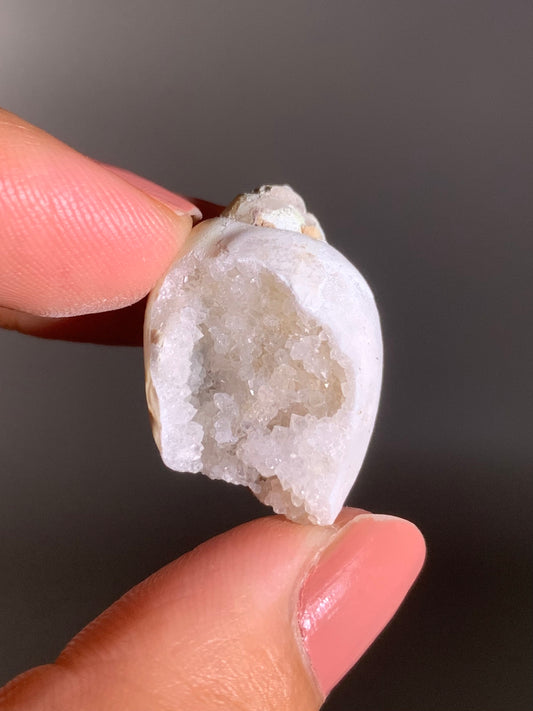 Fossilized Spiralite Quartz Shell