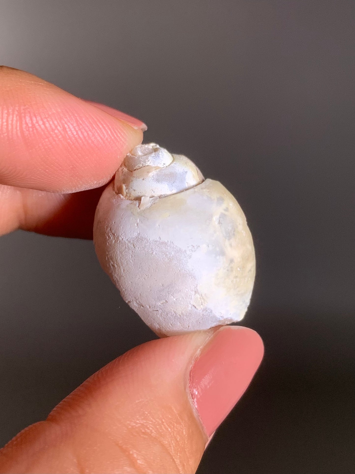 Fossilized Spiralite Quartz Shell