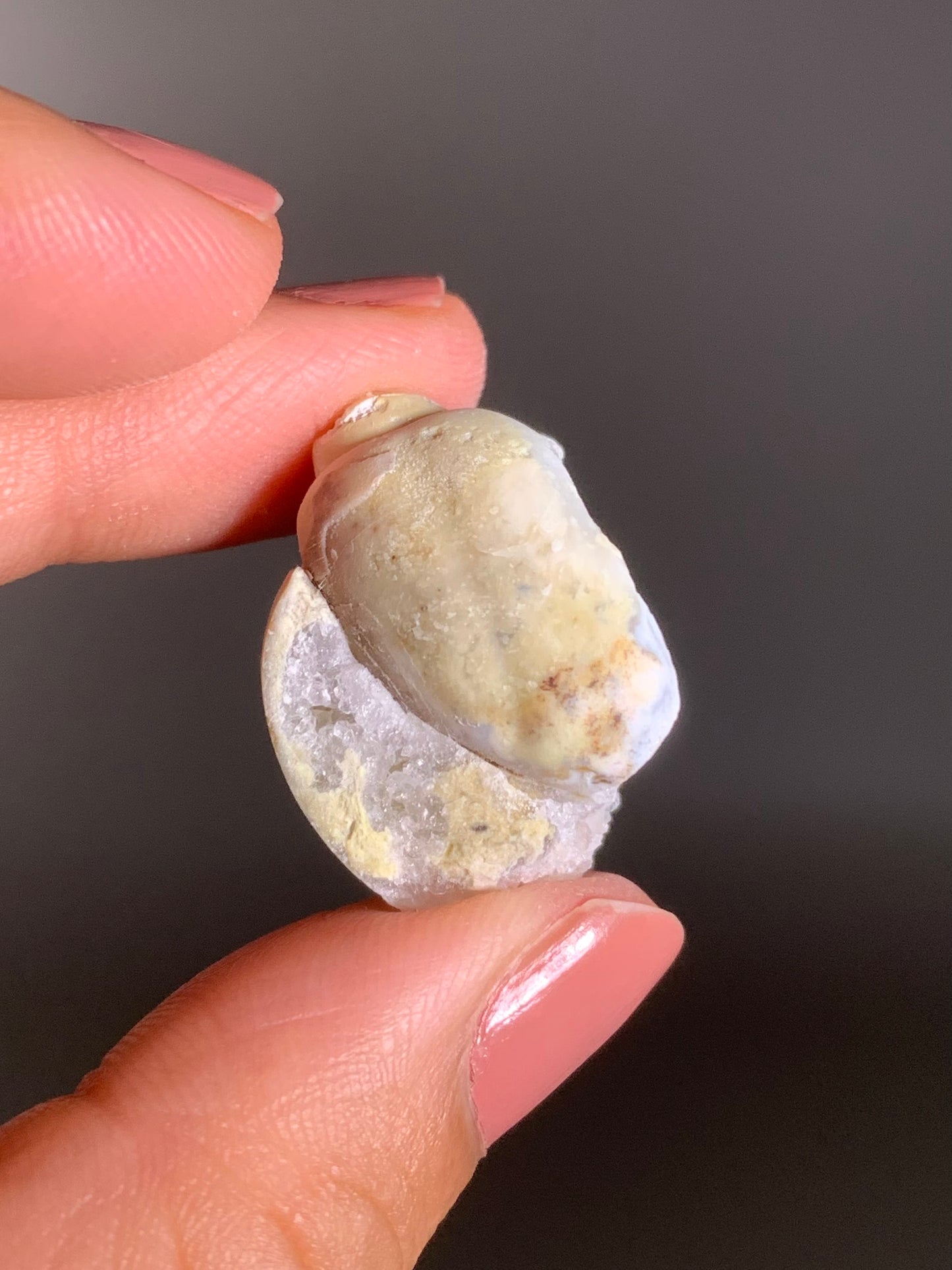 Fossilized Spiralite Quartz Shell