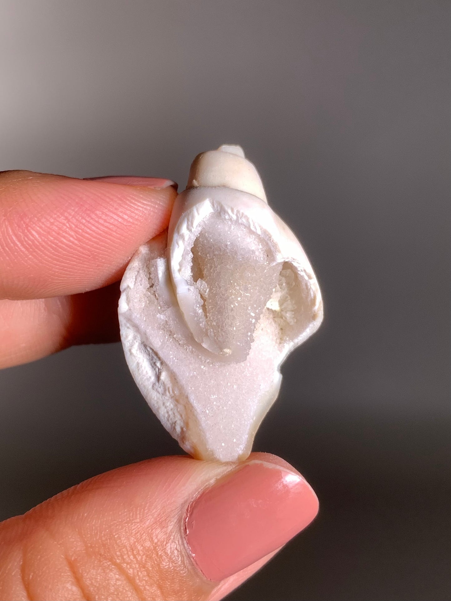 Fossilized Spiralite Quartz Shell