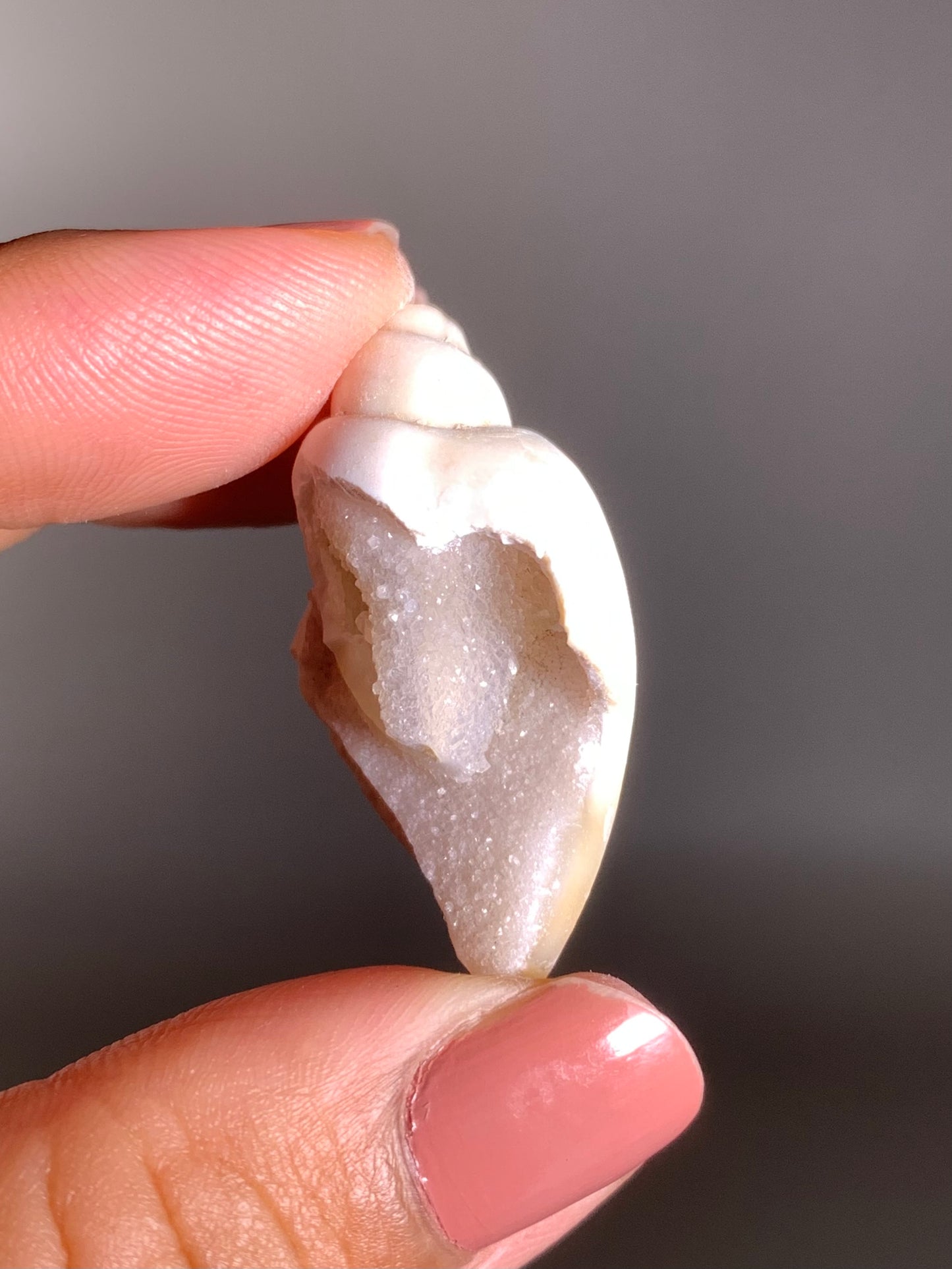 Fossilized Spiralite Quartz Shell