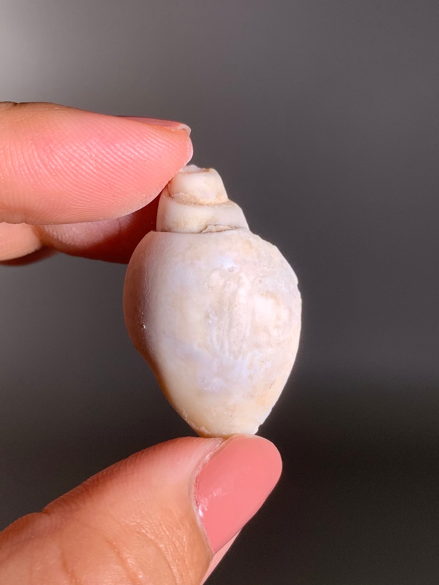 Fossilized Spiralite Quartz Shell