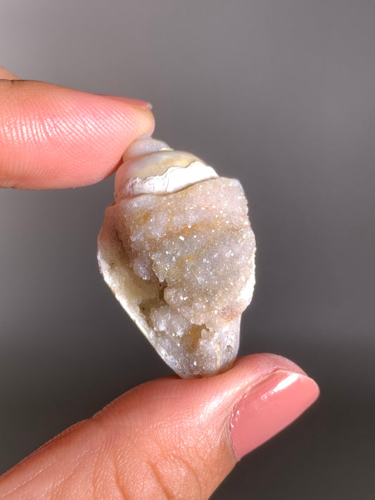 Fossilized Spiralite Quartz Shell