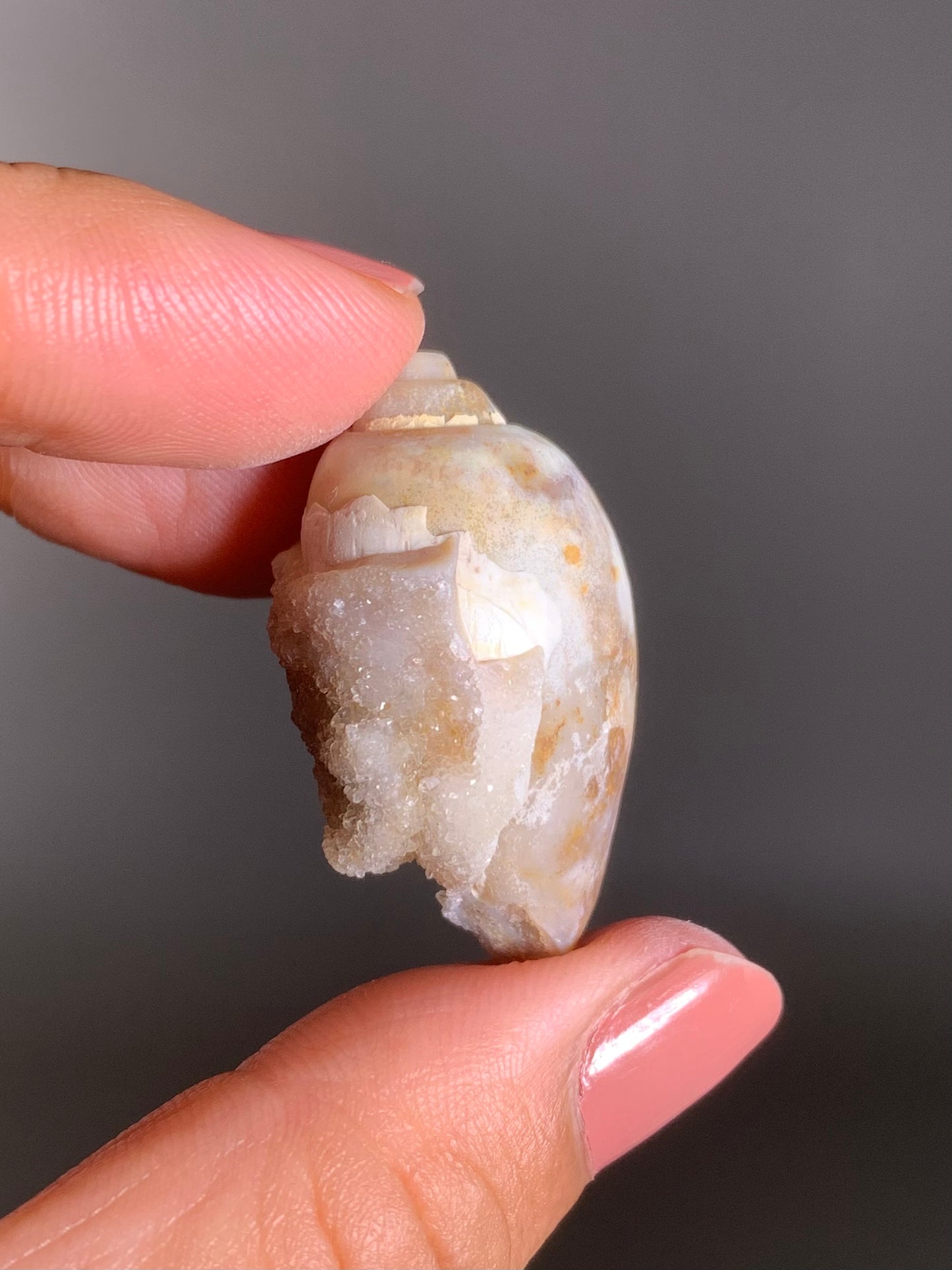 Fossilized Spiralite Quartz Shell