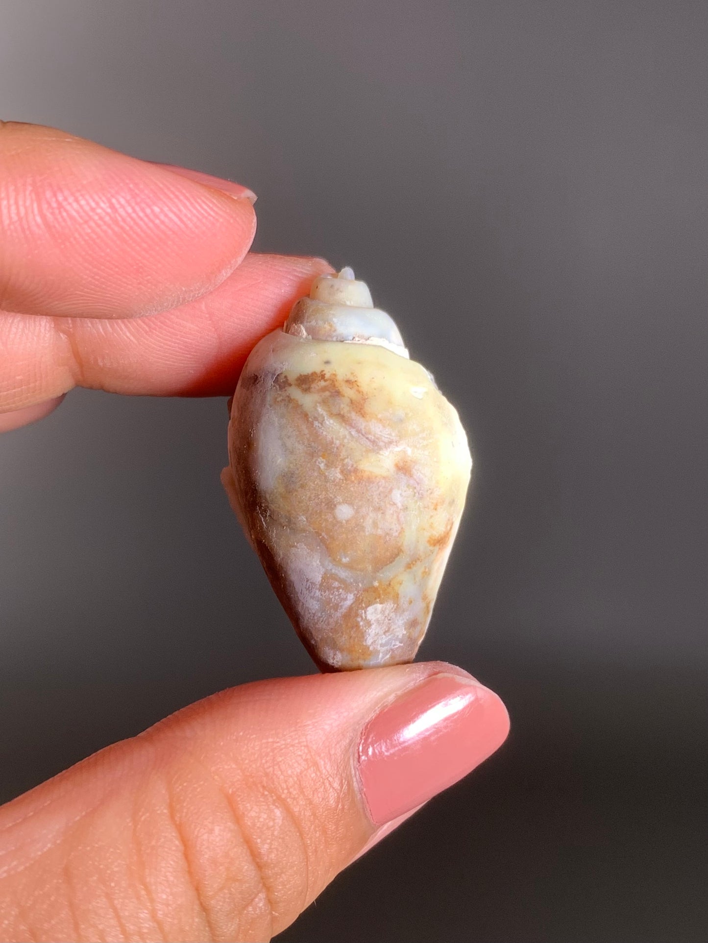 Fossilized Spiralite Quartz Shell