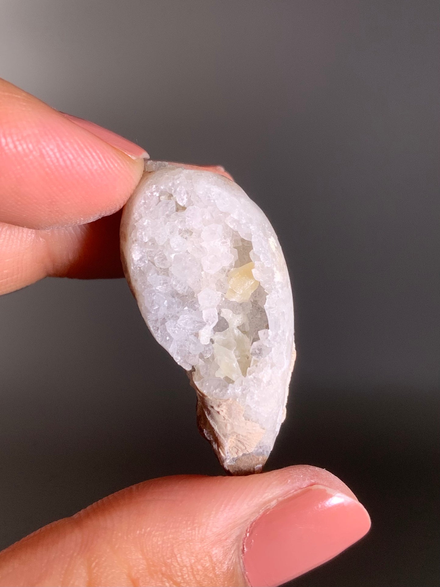 Fossilized Spiralite Quartz Shell