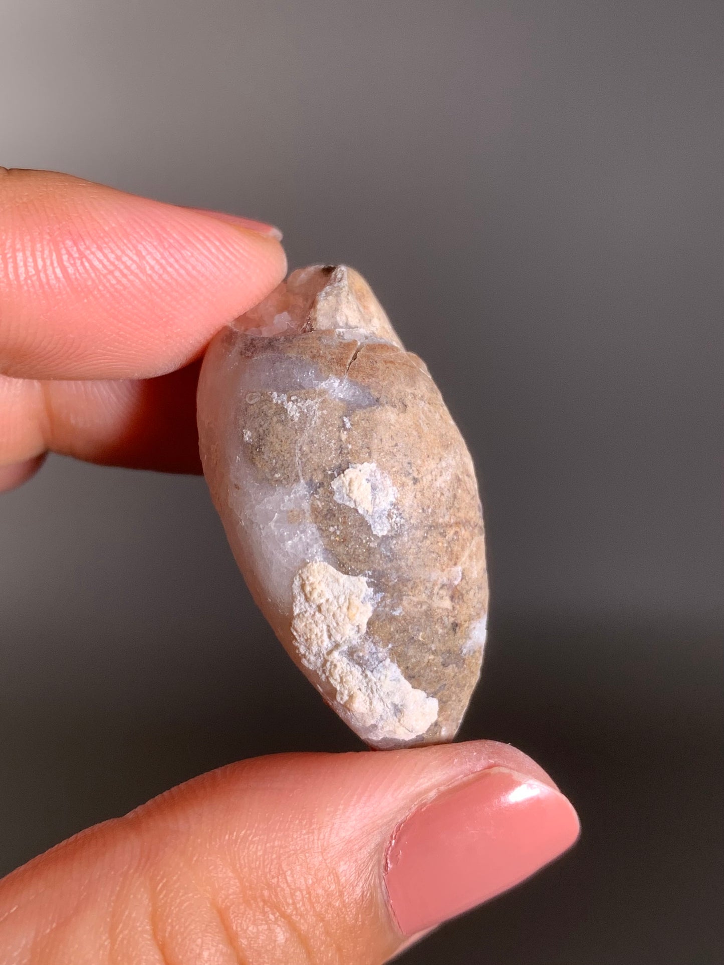 Fossilized Spiralite Quartz Shell