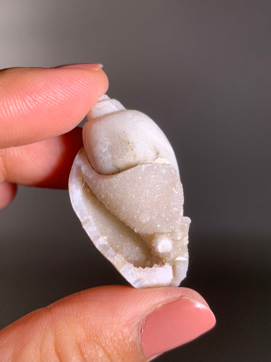 Fossilized Spiralite Quartz Shell