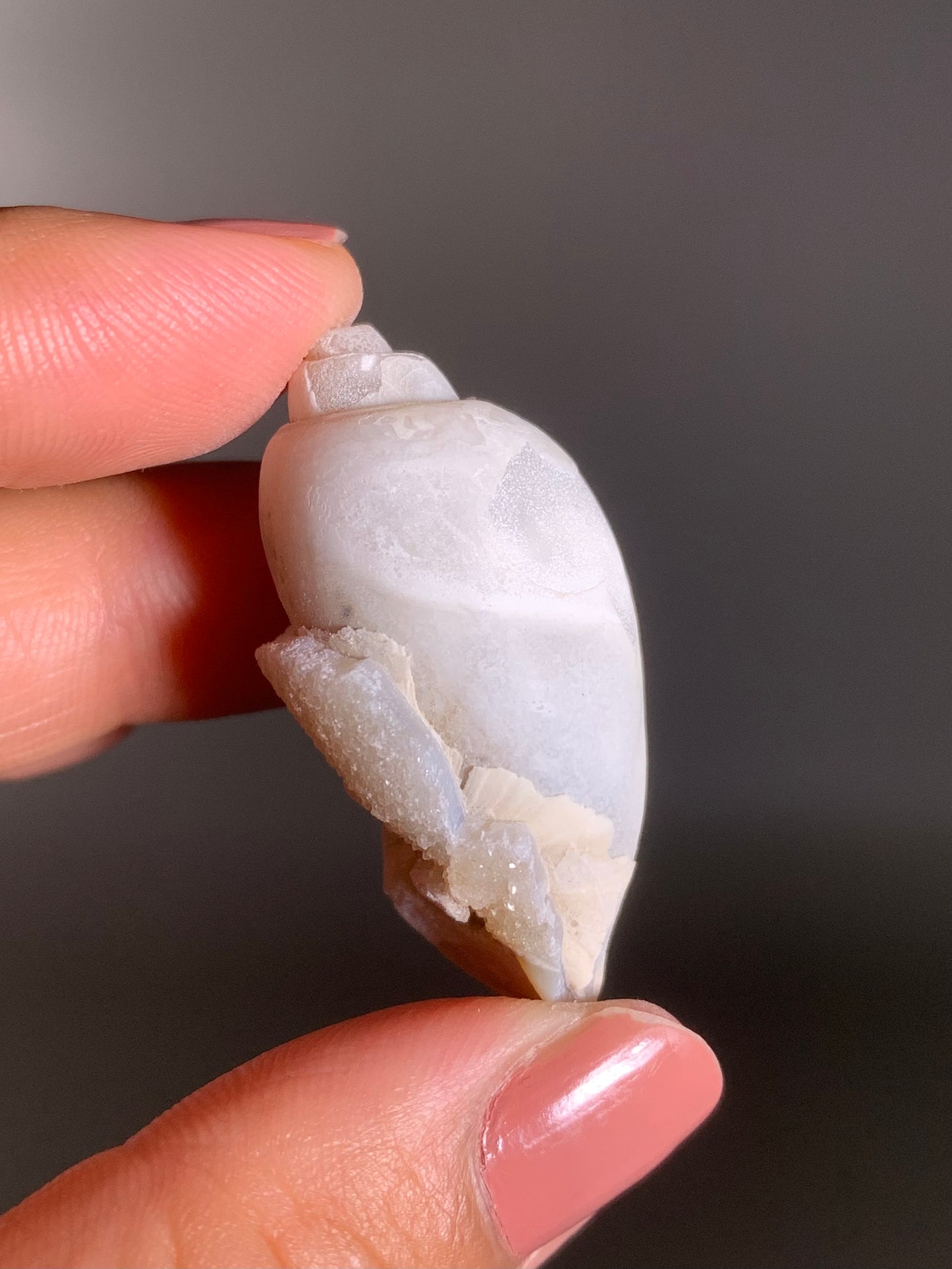 Fossilized Spiralite Quartz Shell