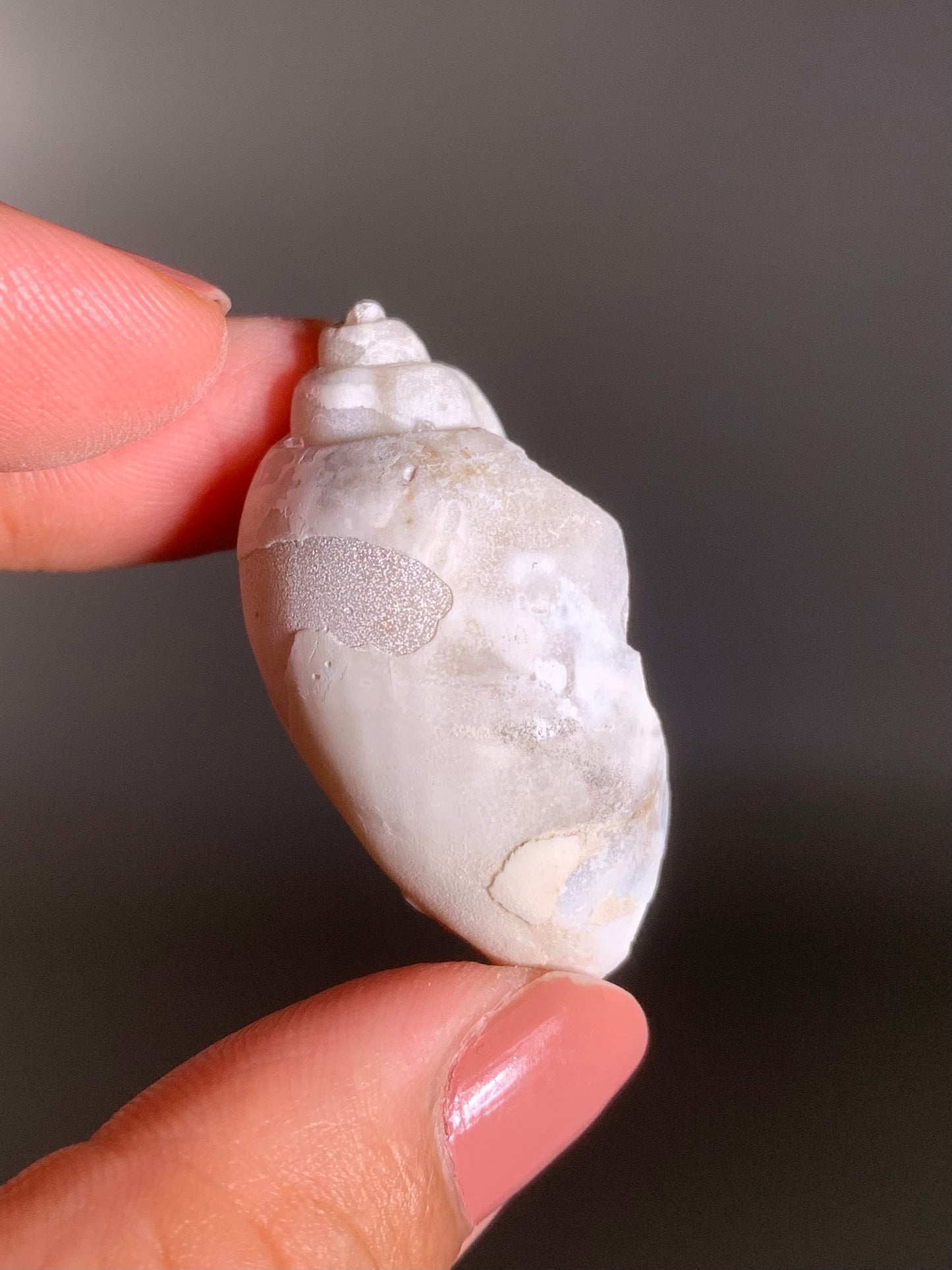 Fossilized Spiralite Quartz Shell