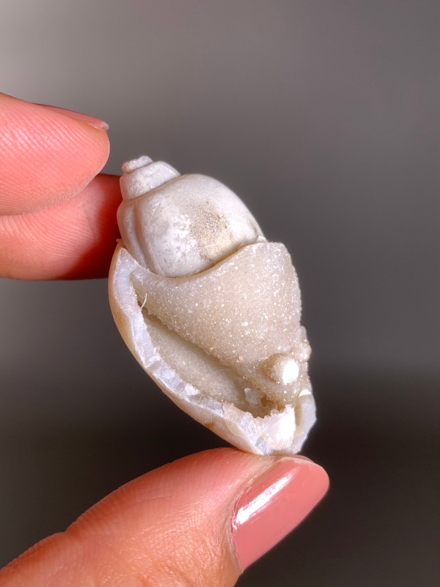 Fossilized Spiralite Quartz Shell