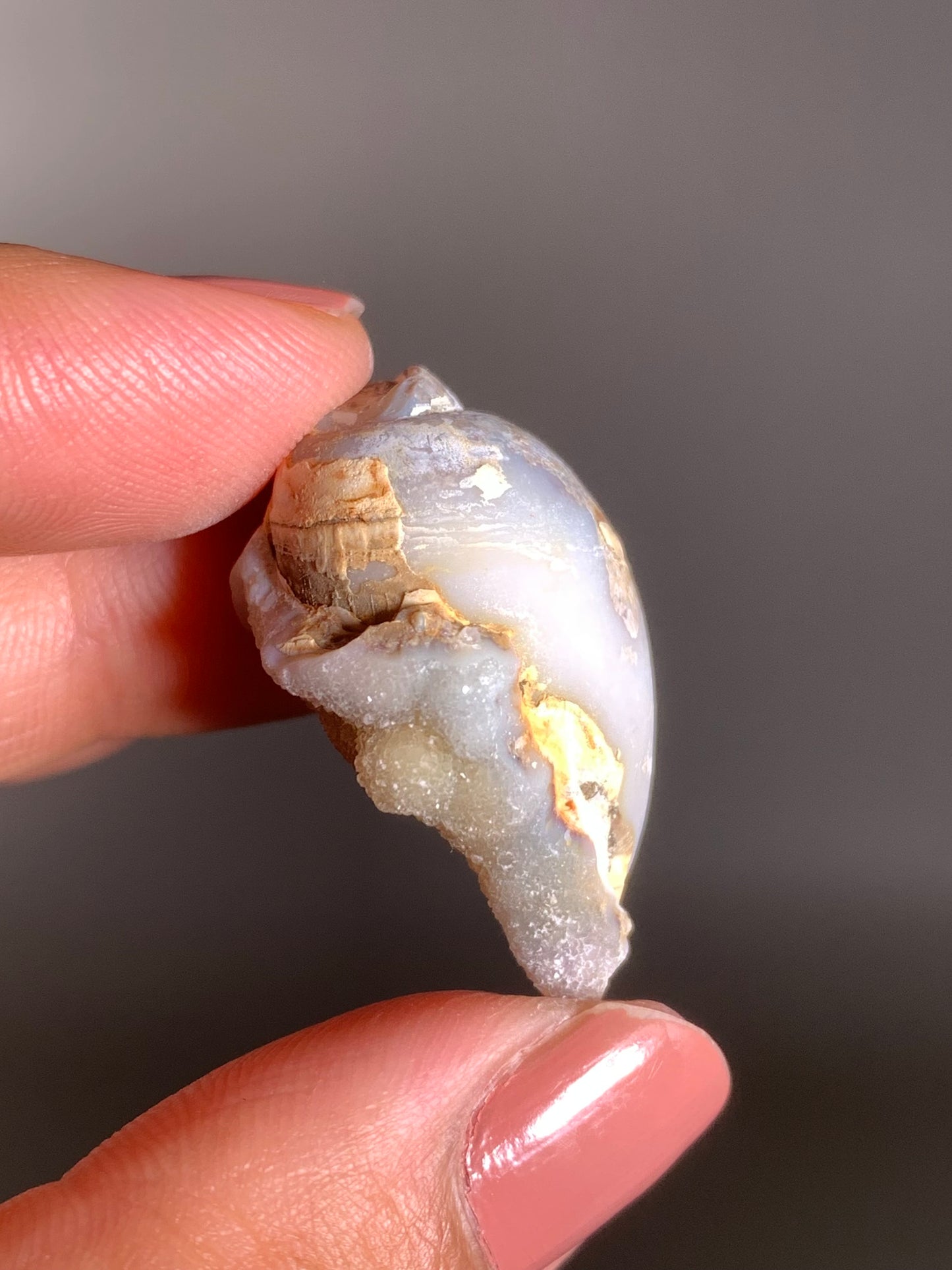 Fossilized Spiralite Quartz Shell
