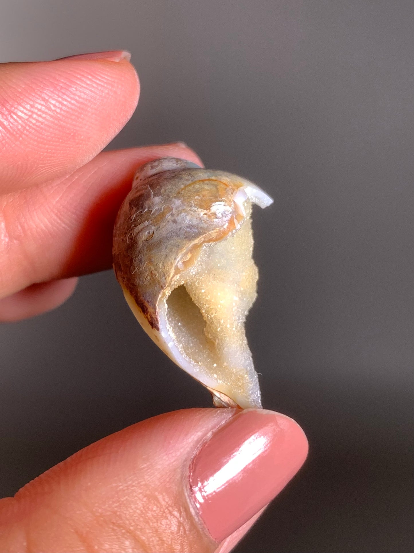 Fossilized Spiralite Quartz Shell
