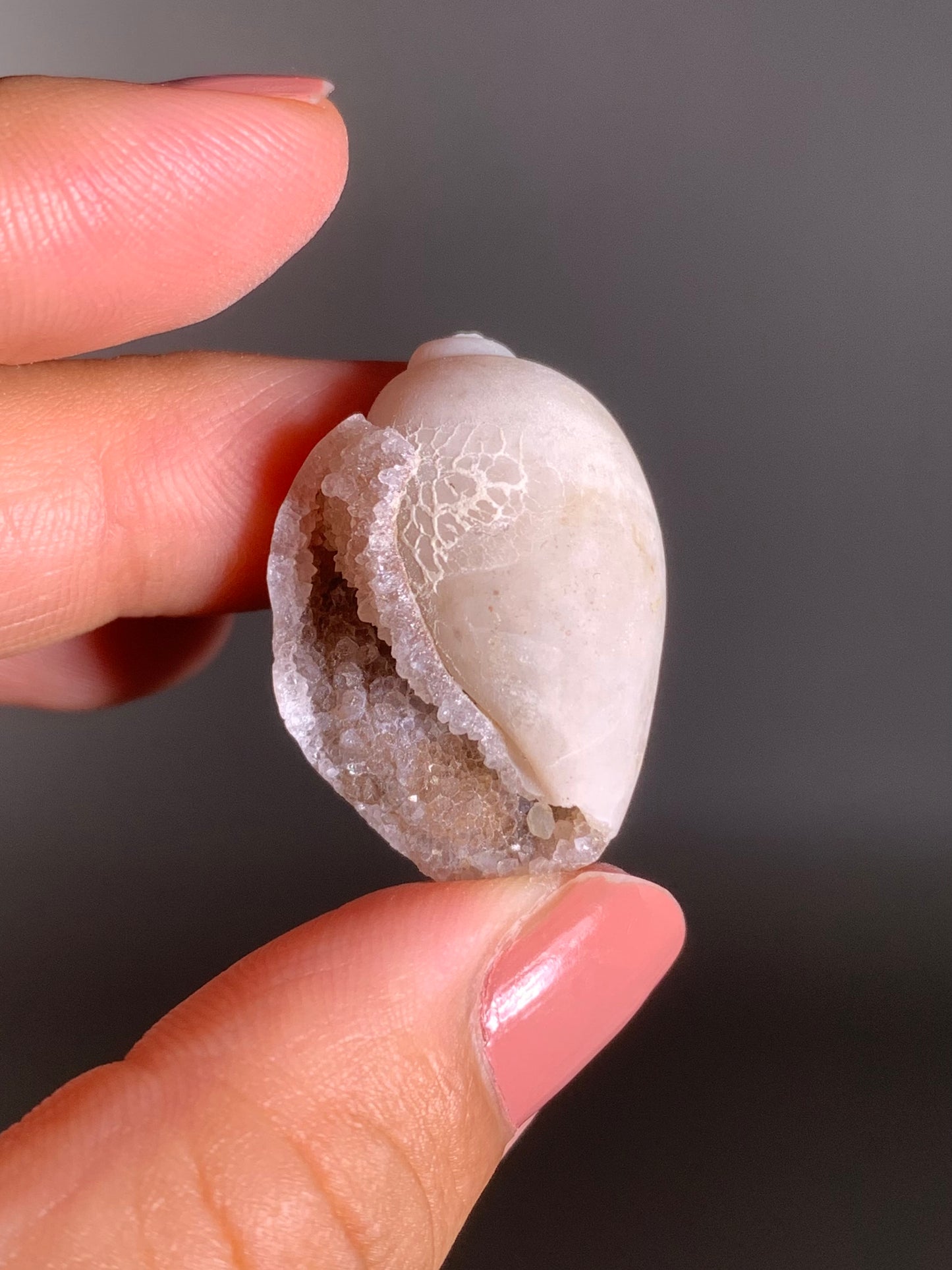 Fossilized Spiralite Quartz Shell