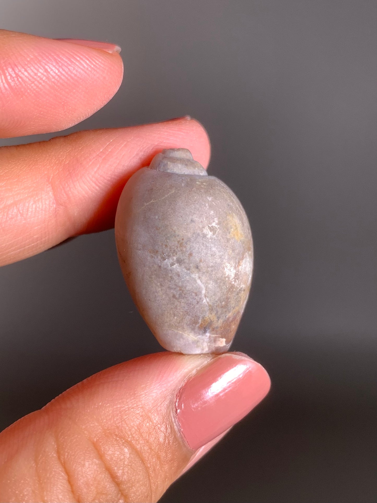 Fossilized Spiralite Quartz Shell