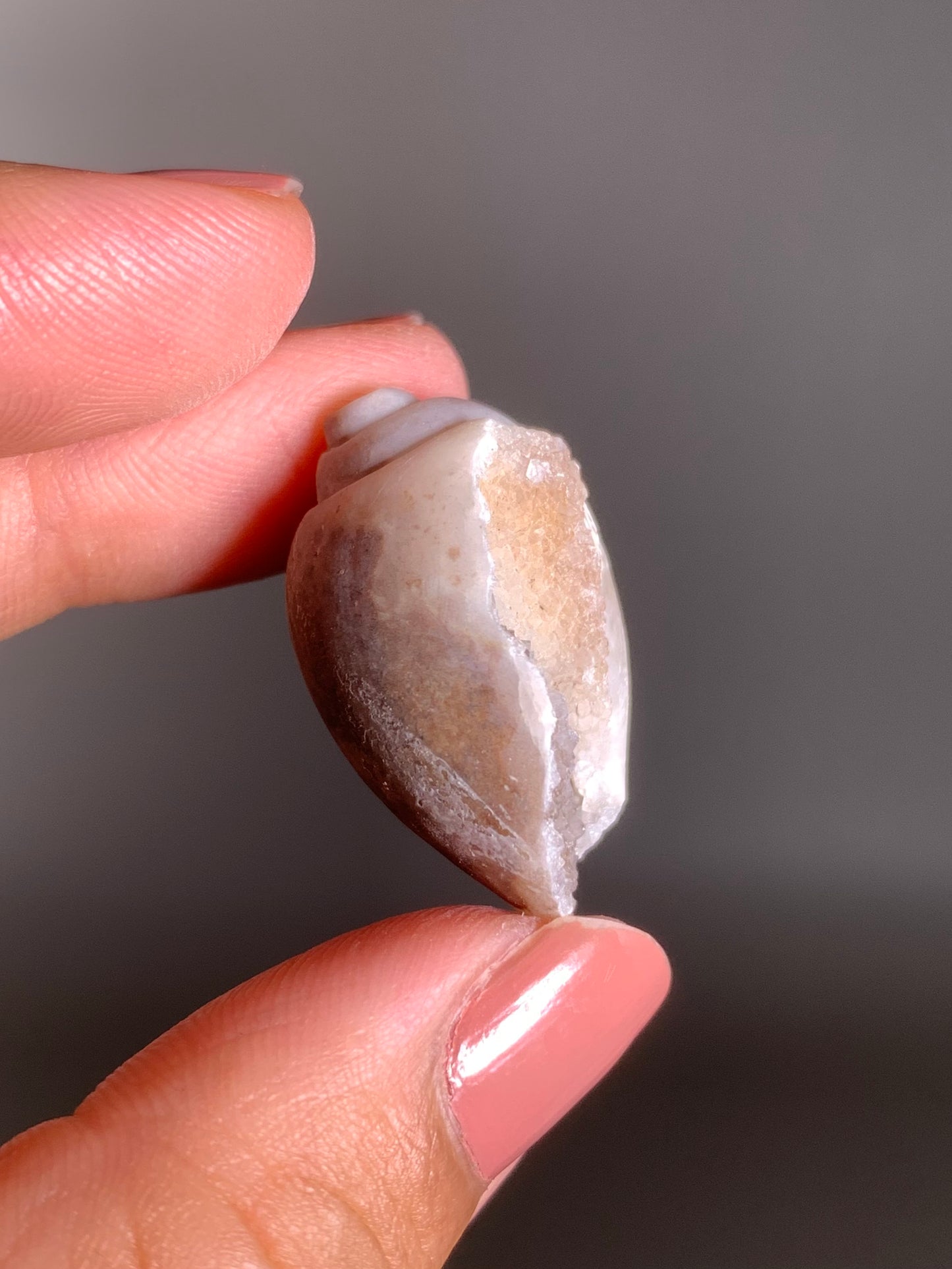 Fossilized Spiralite Quartz Shell