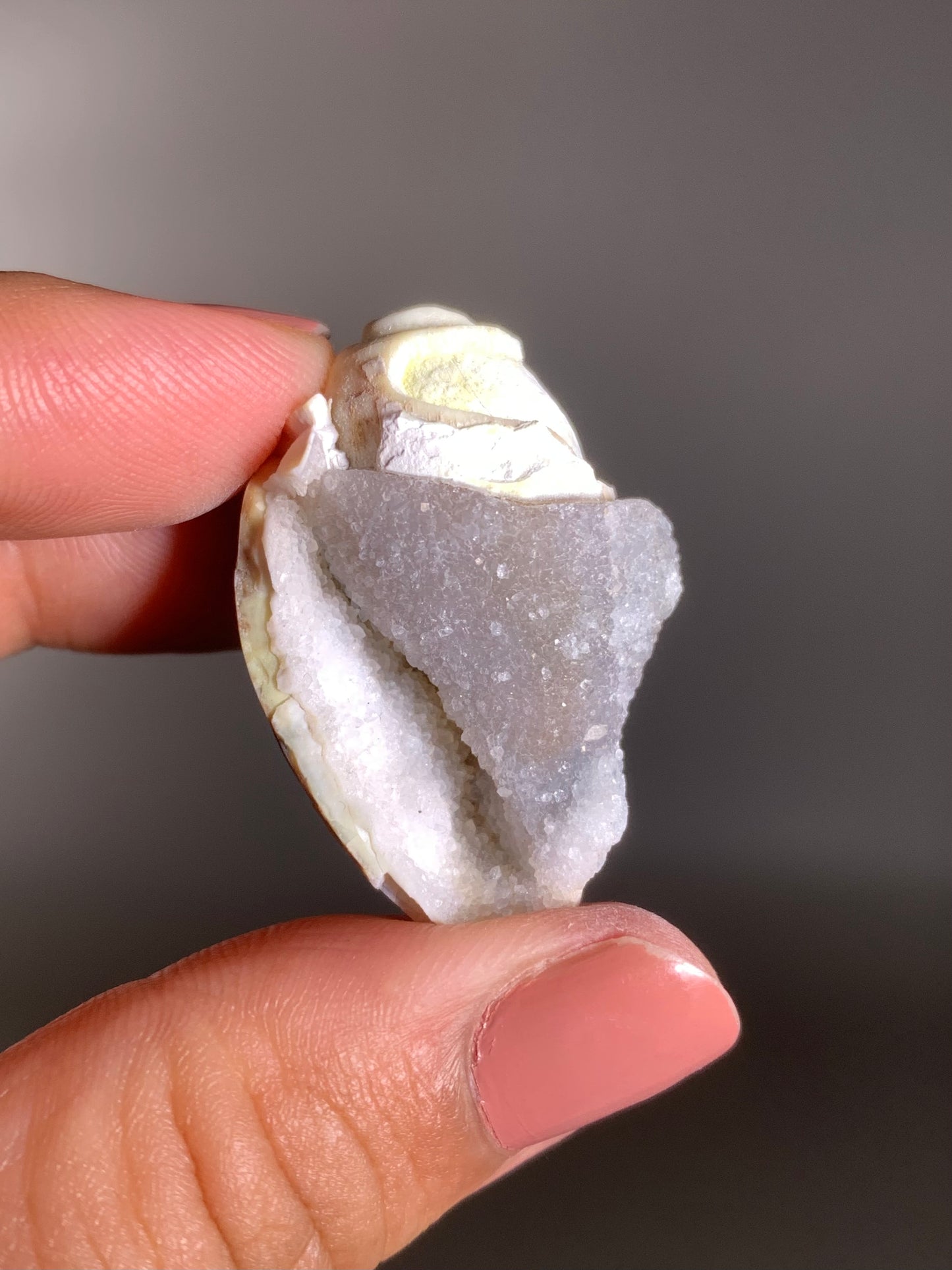 Fossilized Spiralite Quartz Shell