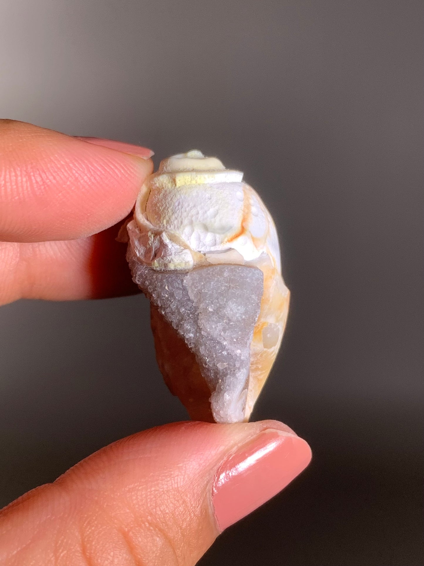 Fossilized Spiralite Quartz Shell