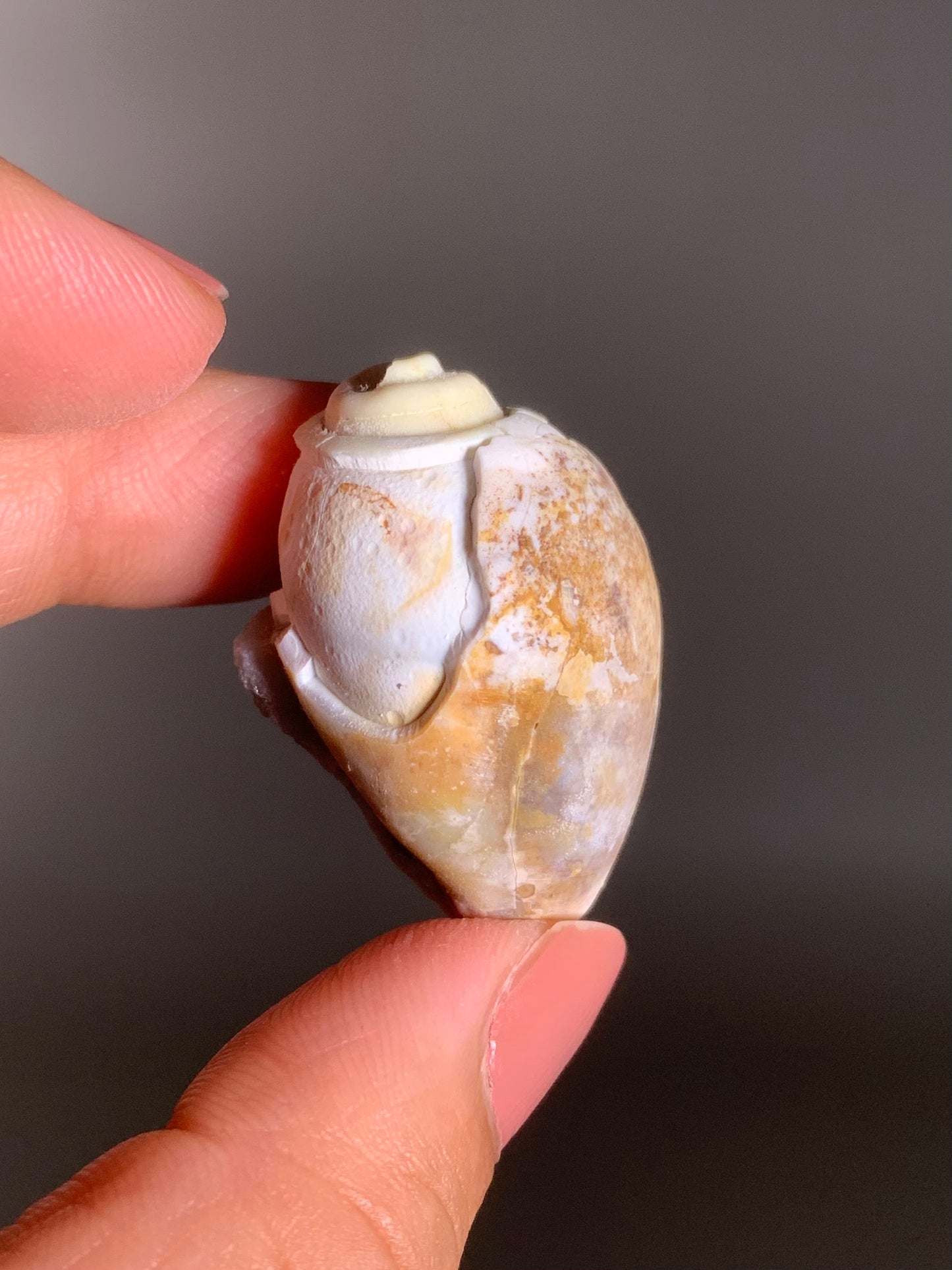 Fossilized Spiralite Quartz Shell