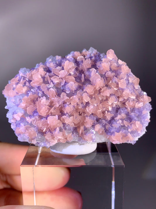 Collector's Piece Pink Petal Rhodochrosite with Purple Fluorite | Rare Natural Mineral Specimen