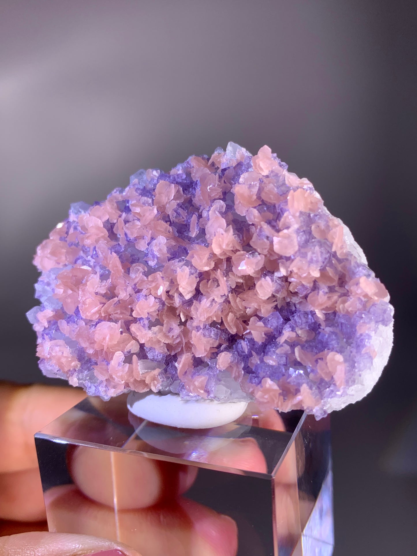 Collector's Piece Pink Petal Rhodochrosite with Purple Fluorite | Rare Natural Mineral Specimen