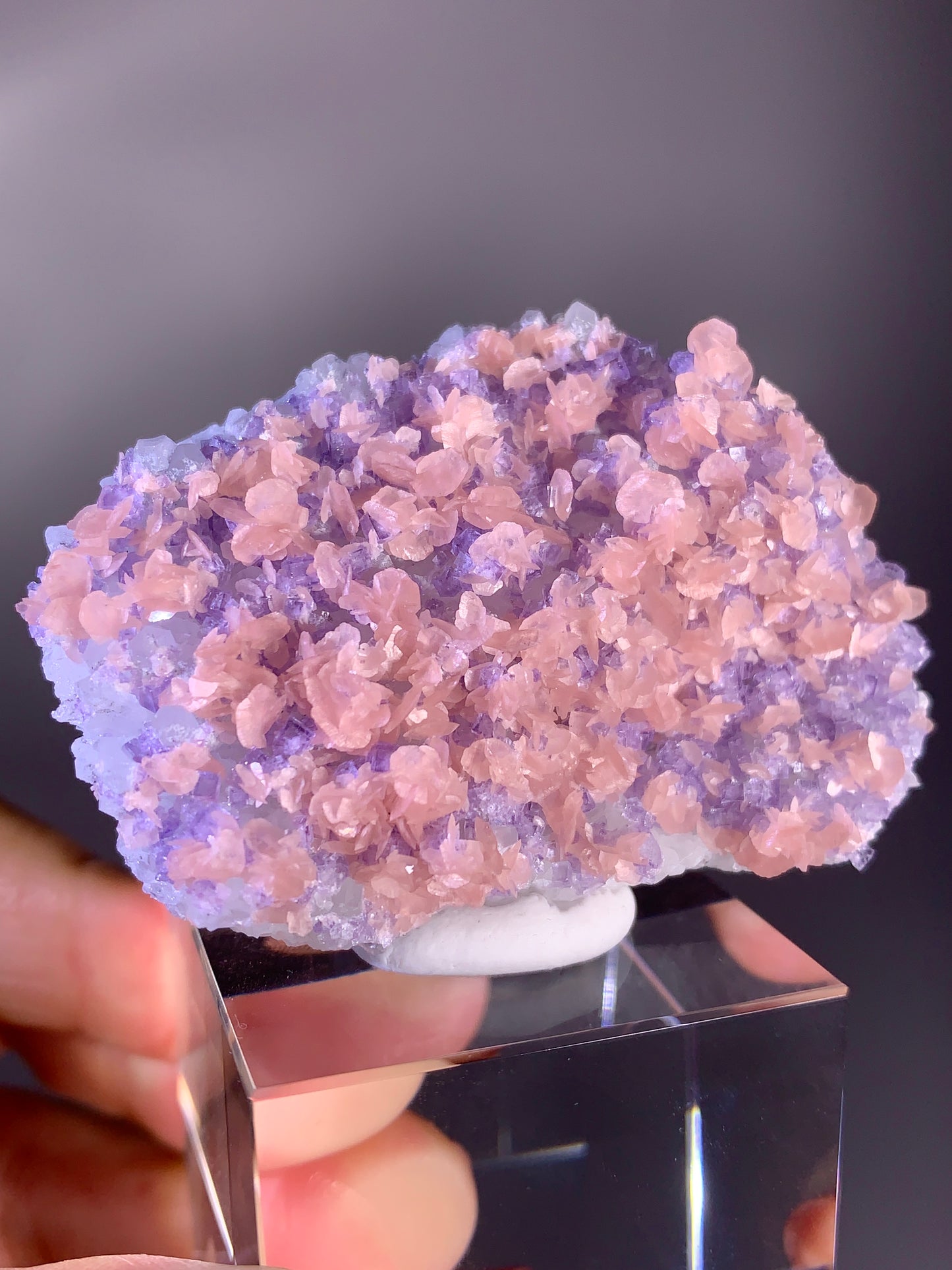 Collector's Piece Pink Petal Rhodochrosite with Purple Fluorite | Rare Natural Mineral Specimen