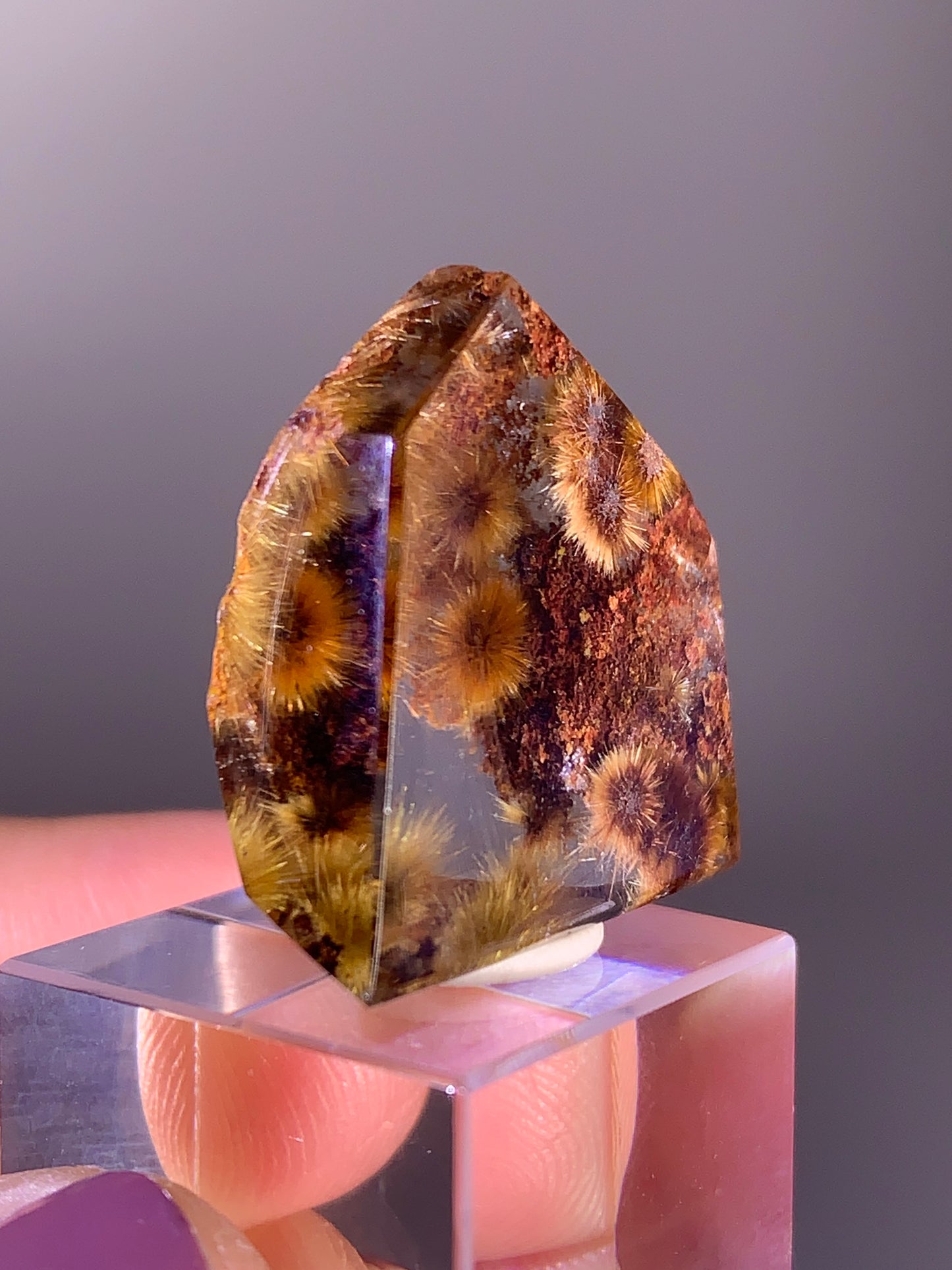 Collector’s Grade Gold Flower Rutile with Red Garden Quartz Polished Freeform from Brazil