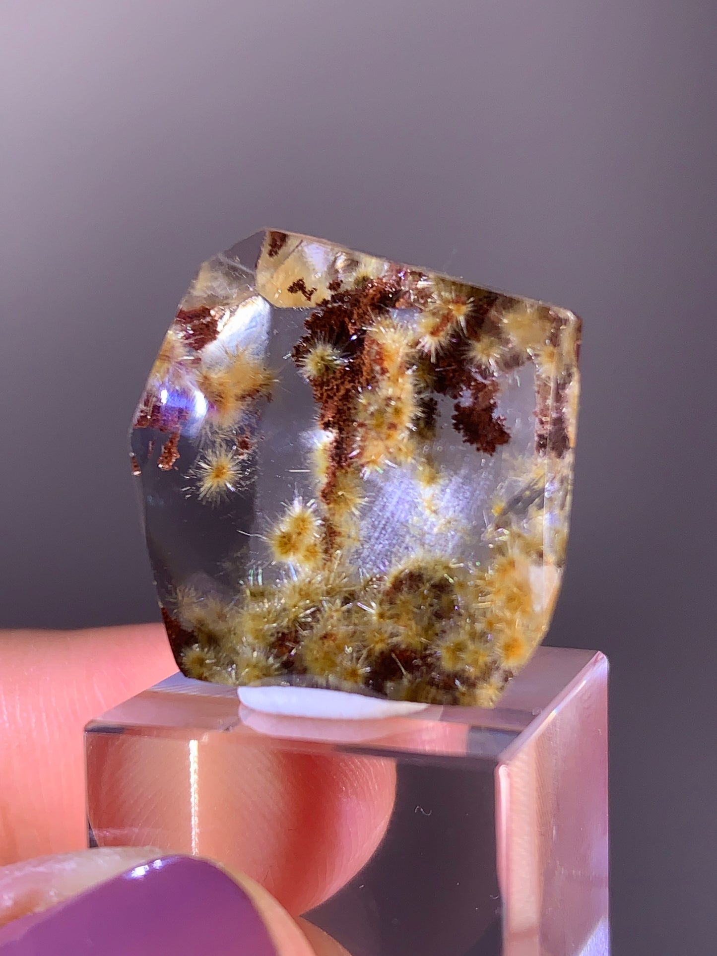 Collector’s Grade Gold Flower Rutile with Red Garden Quartz Polished Freeform from Brazil