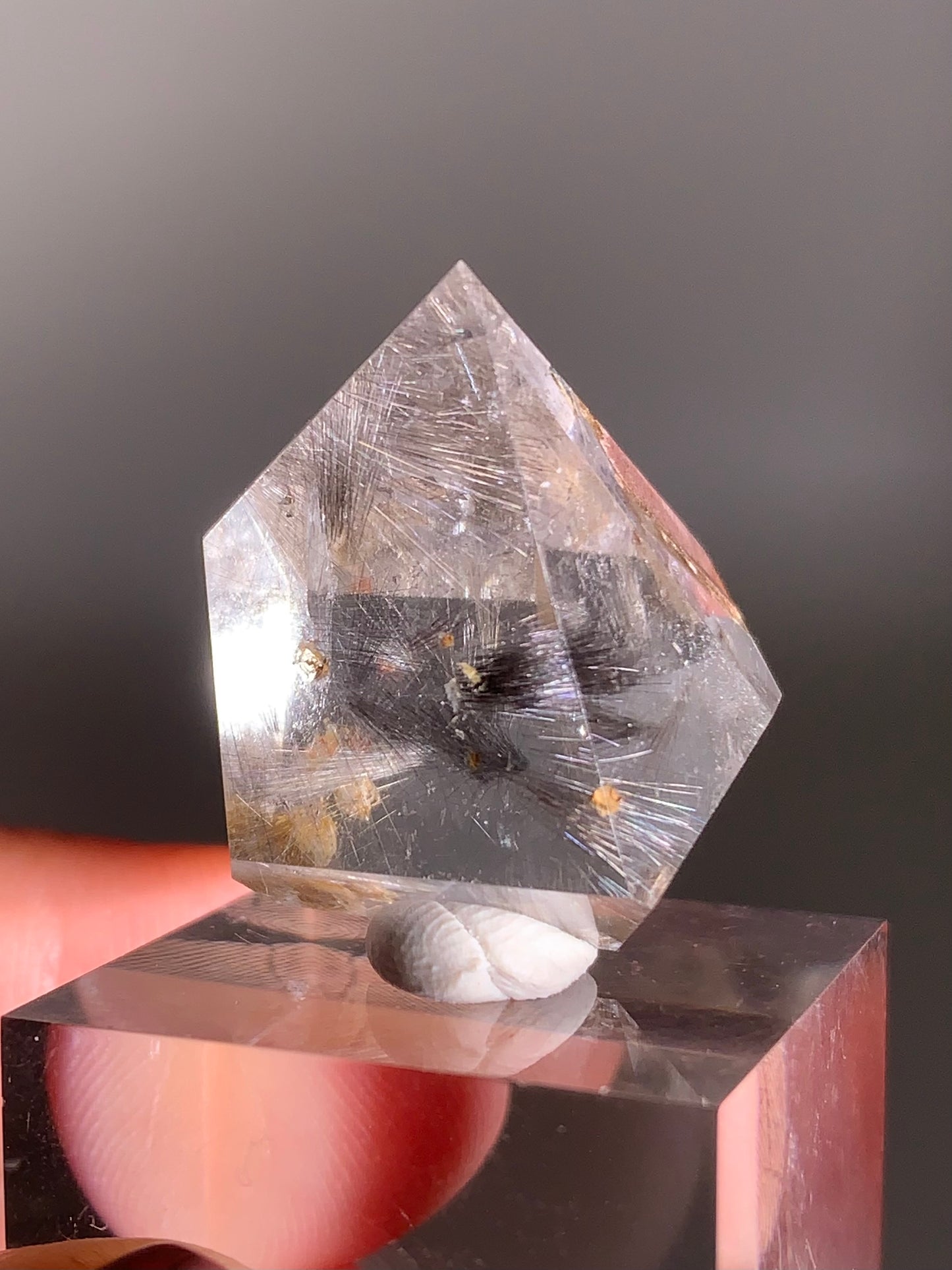 Rare Dark Silver Brookite Rutile in Brown Garden Quartz Crystal from Brazil
